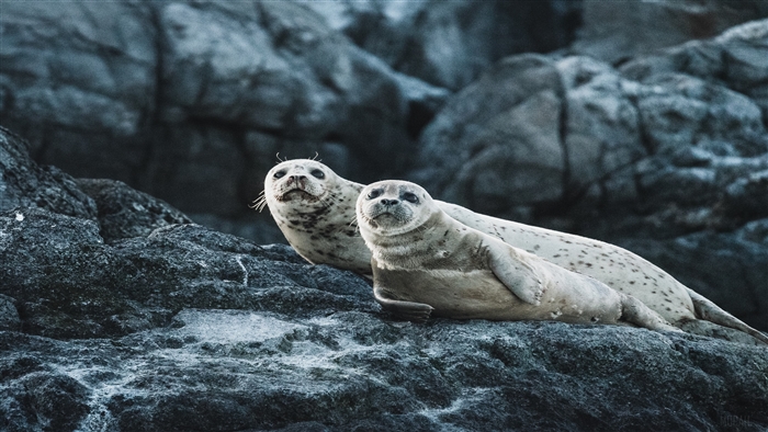 Two seals resting on rocks