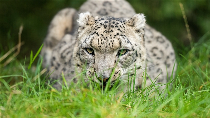 Snow Leopard in Grass 4K