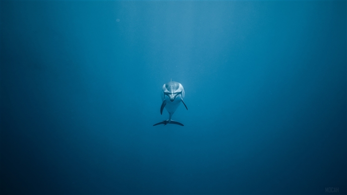 Dolphin swimming in the deep blue ocean 4K