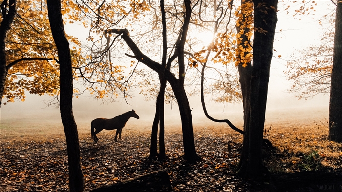 Horse in a sunlit forest during autumn