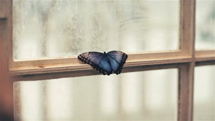 Blue Butterfly on Window 4K