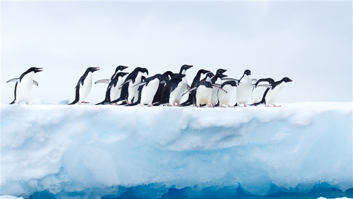 Penguins on Iceberg in Antarctica 4K