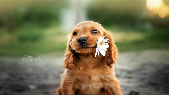 Cocker Spaniel Puppy With Flower in Mouth 4K