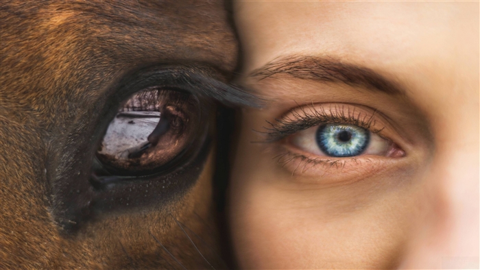 Close-up of a horse's eye and a human eye 4K