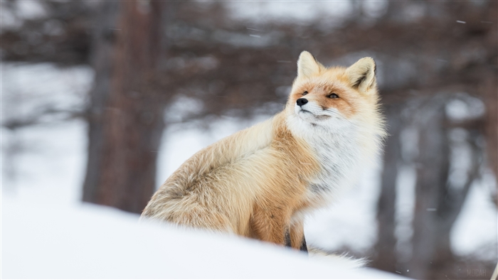 Fox In Snow