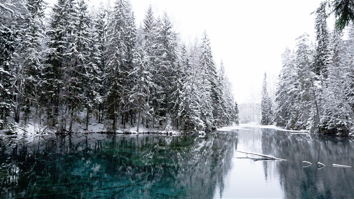 Winter Lake with Snow-Covered Trees 4K