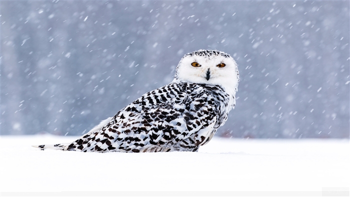 Snowy Owl in Snow 4K