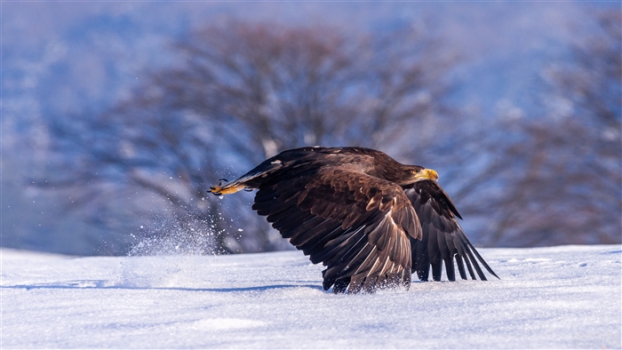 Eagle taking flight in the snow