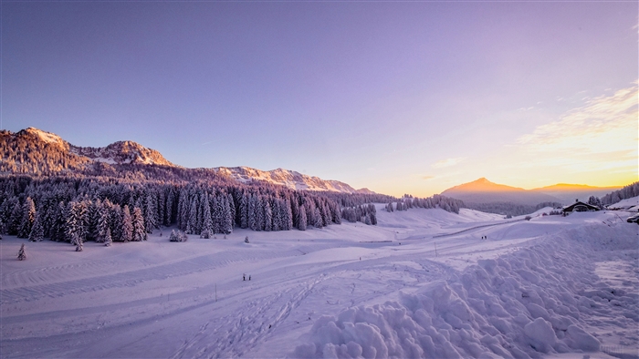 Winter Snow Trees