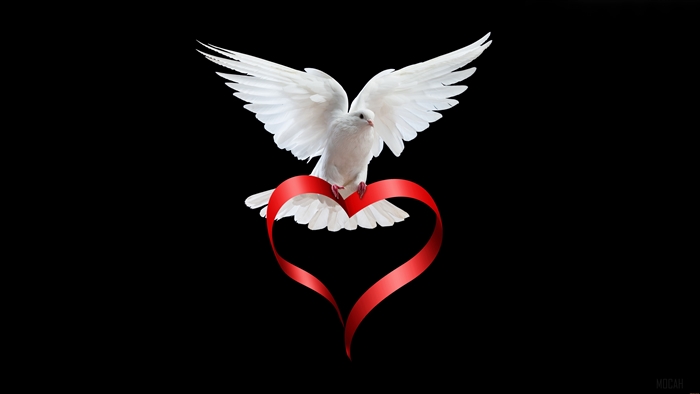 White Dove on Red Heart 4K