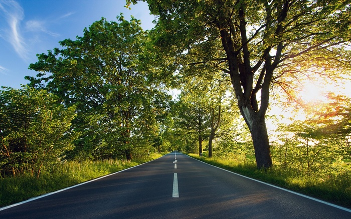 A road lined with trees under a blue sky