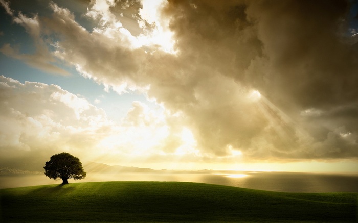 Lone tree on a grassy hill with sunbeams through clouds