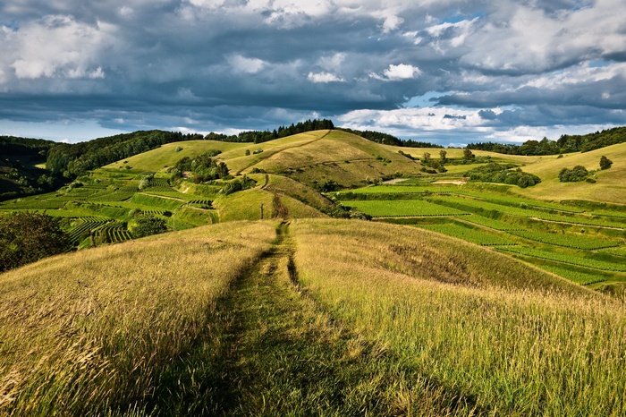 Rolling hills with vineyards and a dirt path