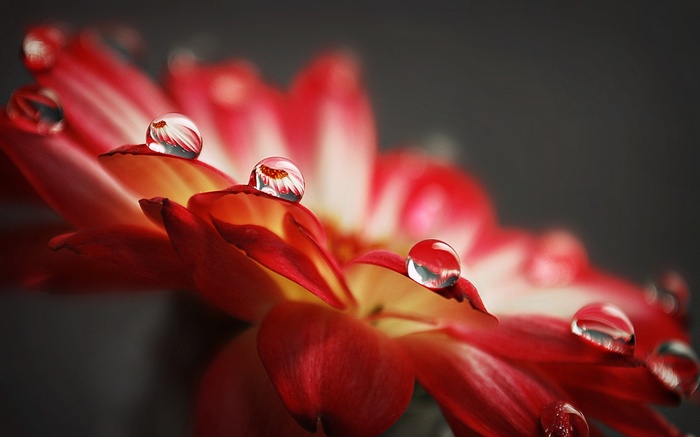 Macro shot of water drops on red and yellow flower petals