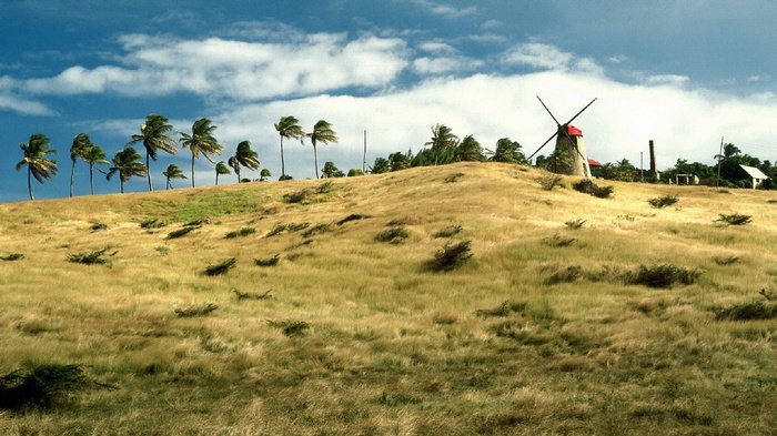Windmill on a grassy hill with palm trees