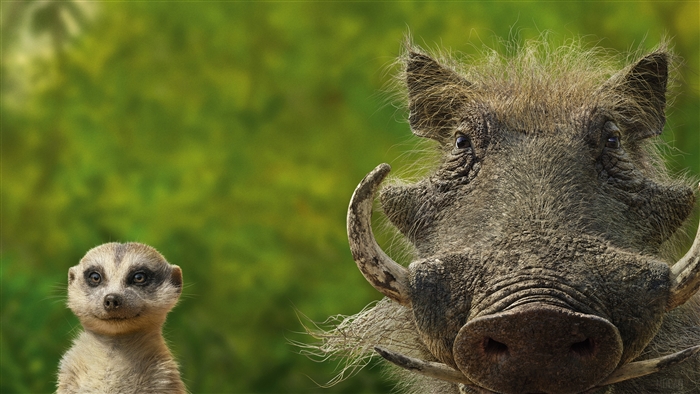 Timon And Pumbaa