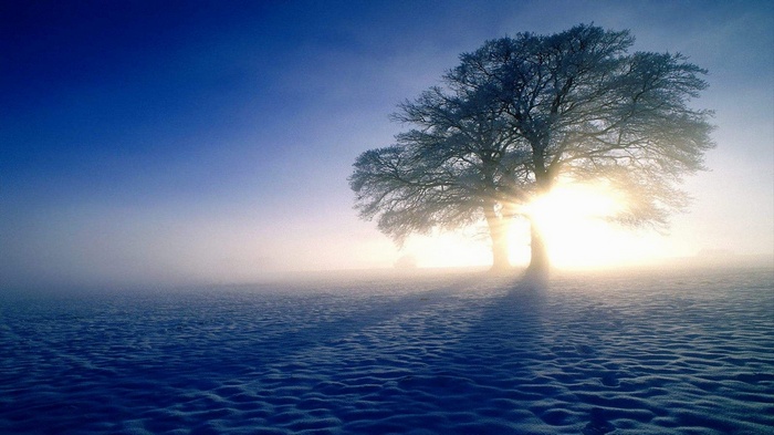 Winter tree in snow with sun and fog