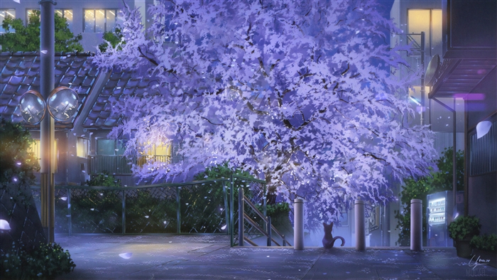 Homeless Cat under Cherry Blossoms 4K