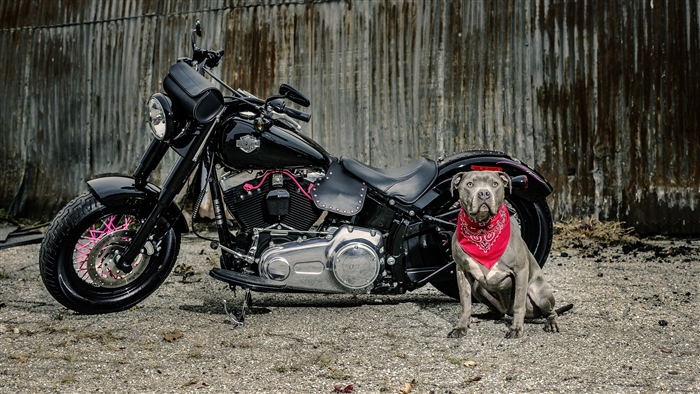 Harley Davidson Motorcycle with Pitbull Dog