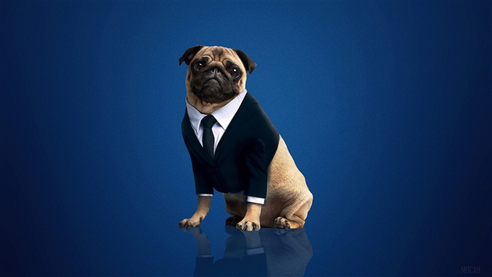 Frank the Pug from Men in Black International 4K