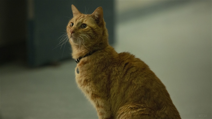 Goose the Cat from Captain Marvel 4K