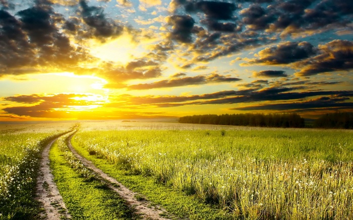 Dirt road through a field at sunset