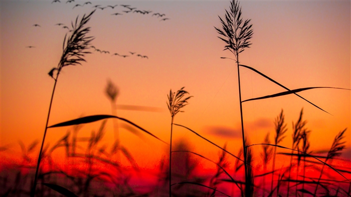 Reeds Silhouetted Against Sunrise Sky with Birds