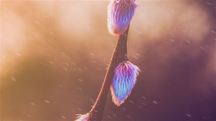 Spring Pussy Willow Buds in Snow 4K