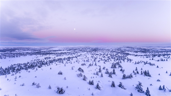 Snow Covered Field