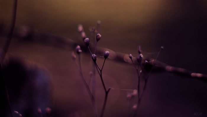 Macro Plants with Bokeh Effect in 4K