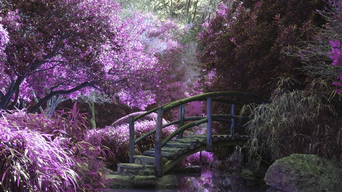 Magical Garden