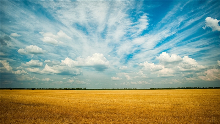 Yellow Grass Field