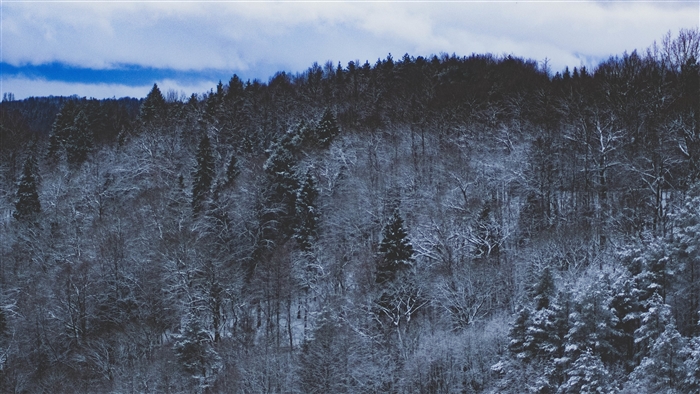 Snowy Forest Nature 4K