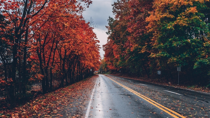 Autumn Road Lined with Trees and Fallen Leaves 4K