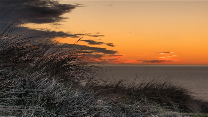 Grass and Golden Sunset Over Ocean 4K