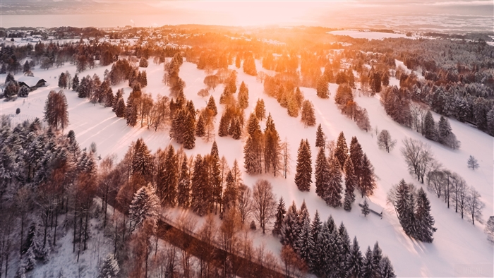 Snowy Forest Landscape at Sunrise 4K