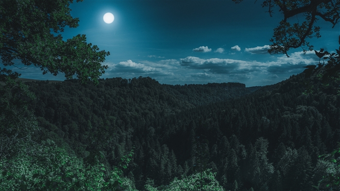 Dark Night Forest View