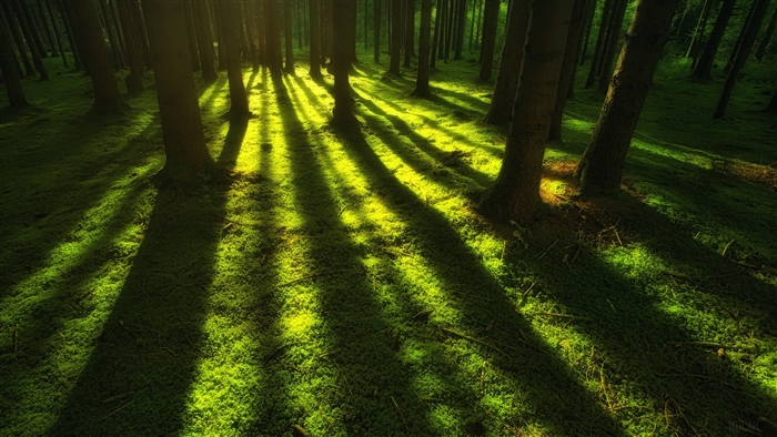 Forest with Sunbeams and Mossy Ground 4K