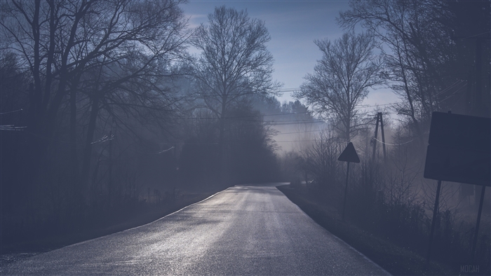 Road through misty forest