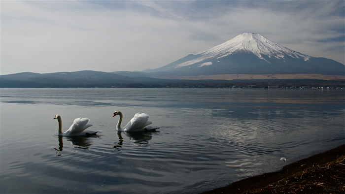Two Swans in a Lake with Mount Fuji