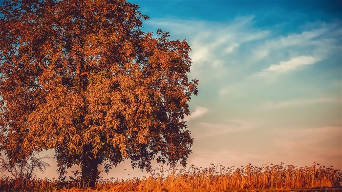 Autumn Tree with Dry Field and Sky