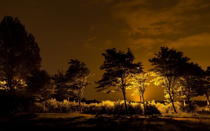 Trees illuminated by streetlights at night