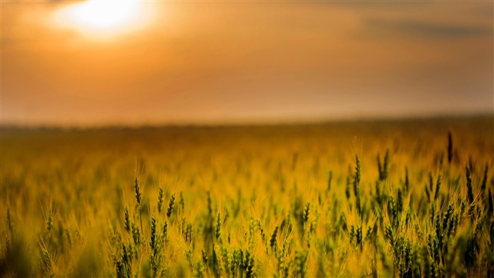 Wheat Field at Sunset 4K