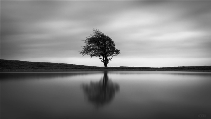 Solo Tree Reflection 4K