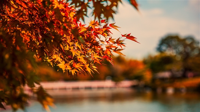 Maple Tree Leaves by Lake in Autumn 4K