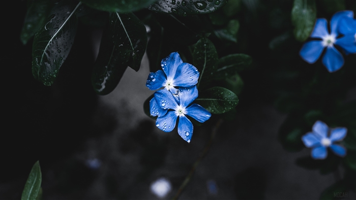 Blue flowers with water droplets