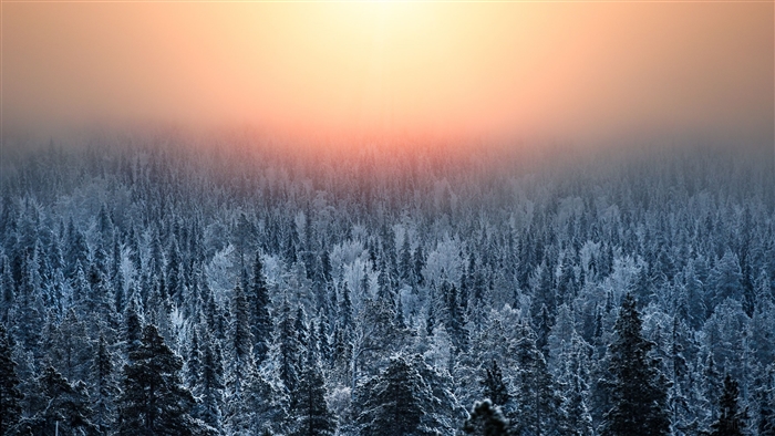 Morning Light Over Snowy Forest 4K