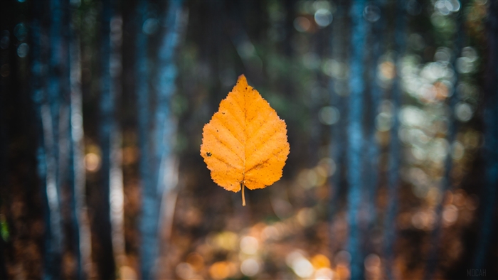 Falling Autumn Leaf