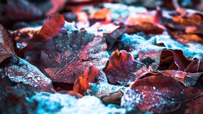 Fallen leaves with snow