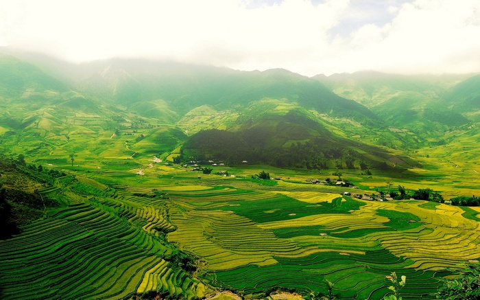 Terraced rice fields in a mountainous valley